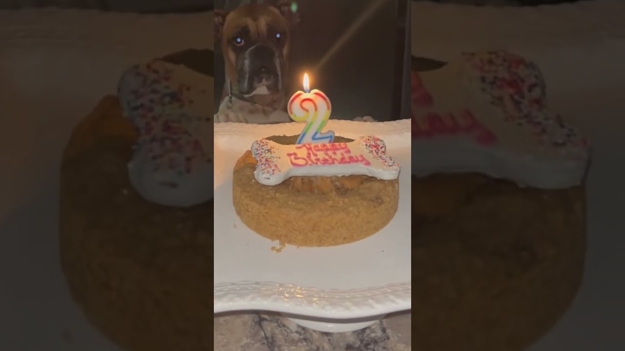 CUTE BOXER DOG CELEBRATES BIRTHDAY