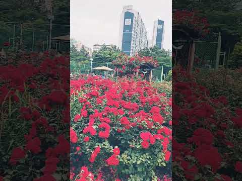 화명동 장미공원