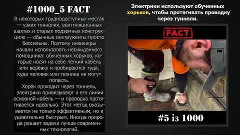 #1000_5 - Электрики используют обученных хорьков, чтобы протягивать проводку