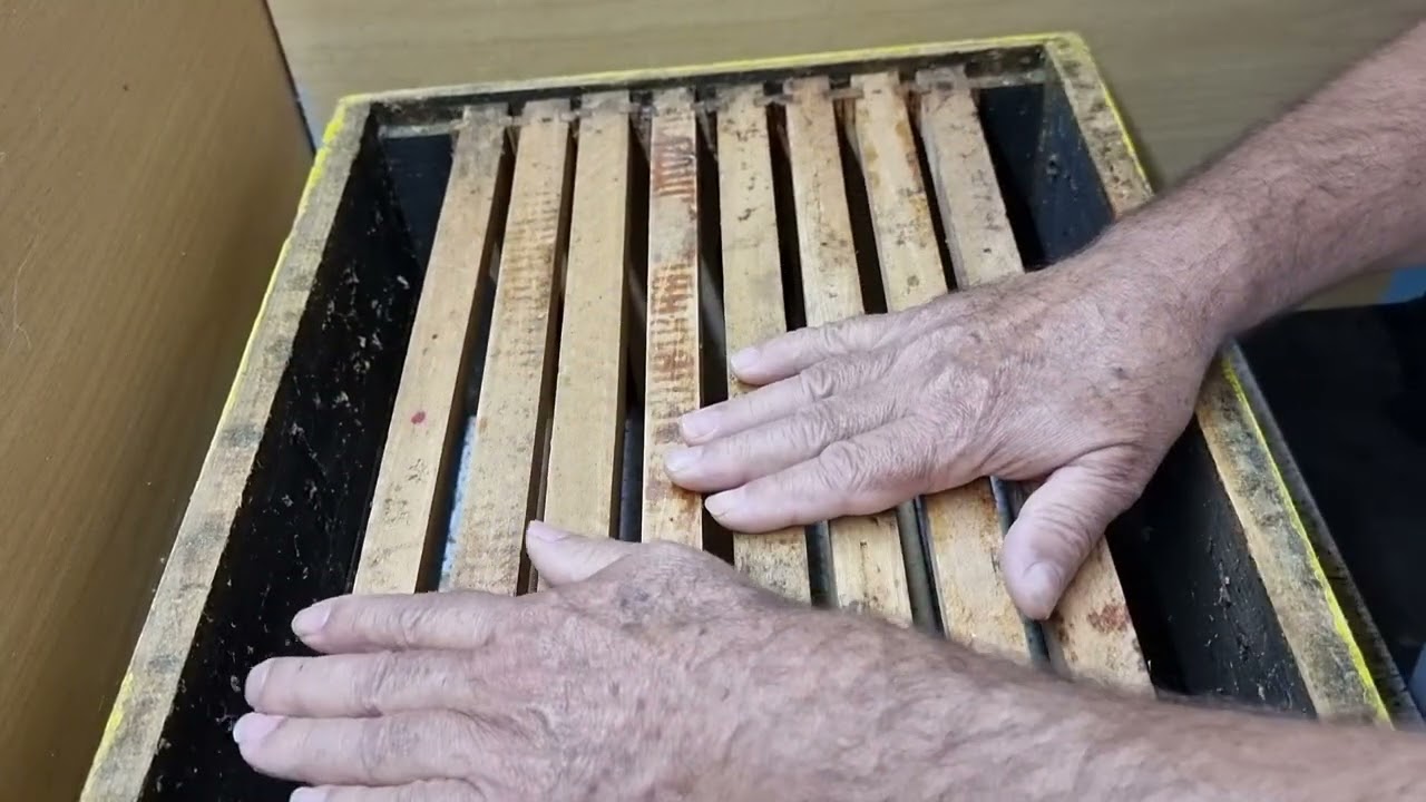 TAJNA!!! UZIMLJAVANJE. DB. KOŠNICA.09.09.2023