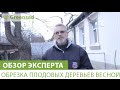 Обрезка плодовых деревьев весной