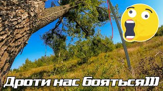 картинка: Валим вяз и тополь