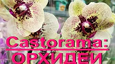 Орхидеи,узамба́рские фиалки,Самара🌺