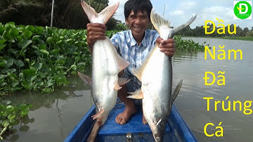 326  Đầu Xuân Thả Câu Cá Tra Bằng Chai Nhựa - Cá Tra | Đất Phương Nam