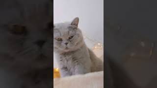 Kucing - Cat - 猫 - 44