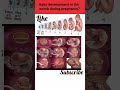 baby development in the womb during pregnancy? #ytshorts #pregnancy #shortsfeed
