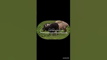 سورة غافر للقاريء الشيخ محمد صديق المنشاوي  غافر - ‏الآية ٣٩ #fypシ゚viral #اكسبلور #quran #المنشاوى