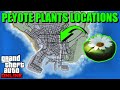 Peyote Plants Locations Map 2023 - Where To Find The Peyote Plants | GTA 5 Online