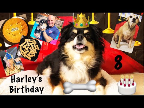 harley's-8th-birthday---how-to-bake-a-cake---dog-gifts---playtime-&-more