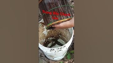 Đặt Lợp Cá Chạch ll QUÁ KHỨ CHẠCH LẤU #datlopcachach #datlopcachachlau #lopcachach
