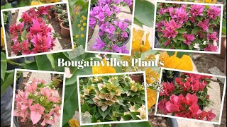 Bougainvillea Huge Collection