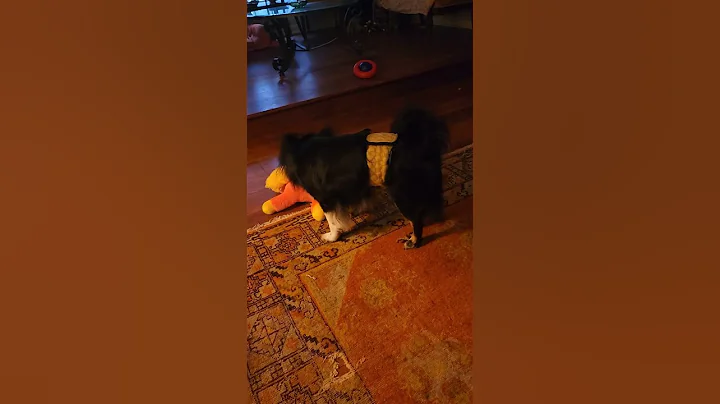 Bert Reynolds Diaper Wearing Rescue Dog  #short