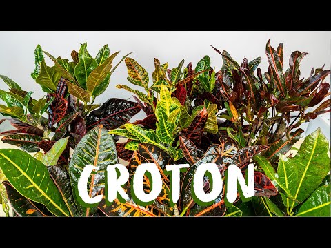 Video: Le piante da appartamento di croton sono?