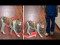 Cat Suddenly Breaks Into Hospital, Nurse Bursts Into Tears When She Realizes Why!