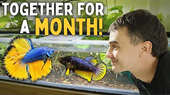 Male & Female Betta in One Tank for a Month!