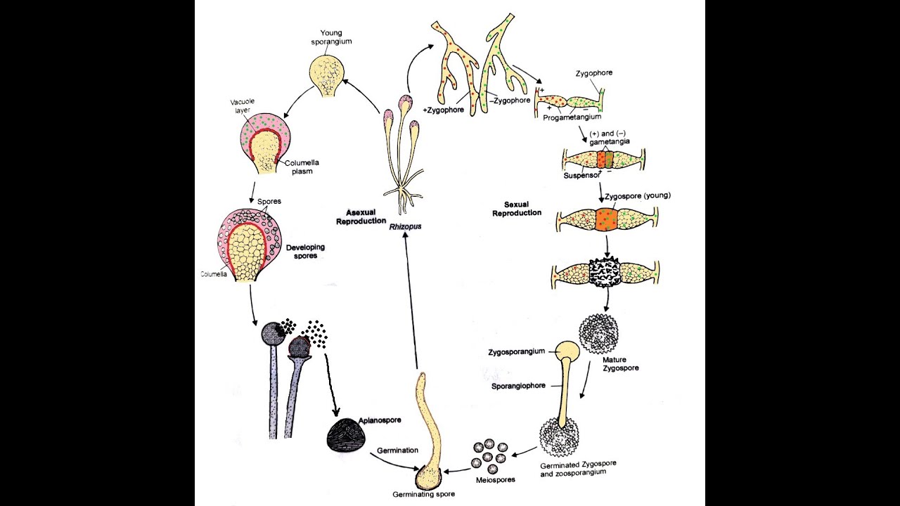 Rhizopus-  Life cycle