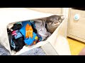 今でもランドリーバッグに巣を作りますか？カワウソのビンゴとベル｜Otter Bingo&Belle making nest in a laundry bag?