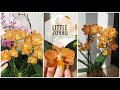 Phal. Little Zorro / Indian Summer (орхидея фаленопсис Маленький Зорро / Индиан Саммер)