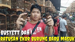 Download Lagu BONGKARAN SKALA BESAR ! HARI  INI TURUN RATUSAN EKOR BURUNG BIKIN KIOS SEMAKIN SESAK MP3
