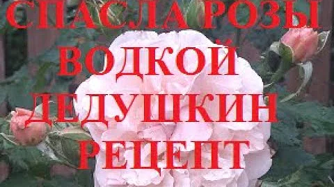 Розы спасла водка! Дедушкин рецепт.