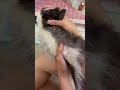 Sleep..in..mama’s..hand..💤（臭鼬）#animals #shortvideo #cutepet #skunks #shorts #funnyanimals