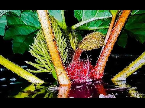 Tropische Regenwoud Planten GUNNERA MANICATA Verzorging Tips & Verplanten en INFO (Dutch Gardening)