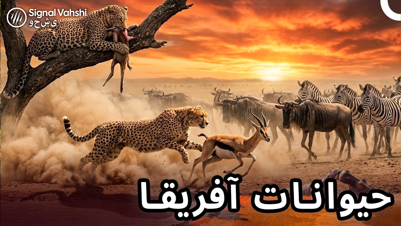 حیوانات وحشی آفریقا: فراتر از بقا | مستند فارسی