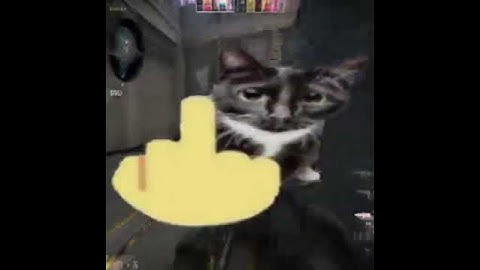 cats play csgo?