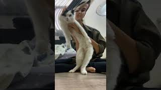 Bugs Bunny Challenge - Tiktok Compilation