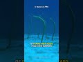 Garden Eel | The Underwater Garden