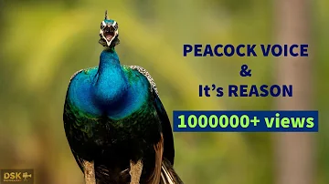Peacock Behavioural voice modulations and its reasons | Peacock call | peacock sound | peacock noise
