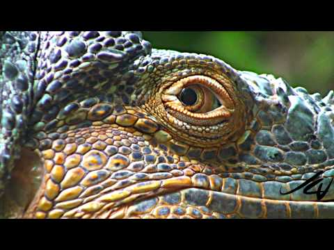 Sony 1080i HD close-ups & Macros - Nature Unleashed -