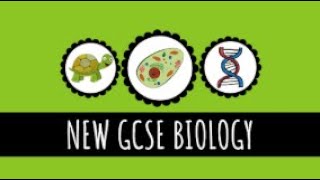 Specialisation in Animal Cells - Nerve Cells, Muscle Cells, Sperm Cells and Fat Cells - GCSE Biology
