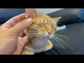 マッサージが好きな猫の様子がこちらですw