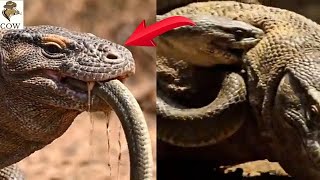 A fierce battle with a cobra and a Komodo dragon