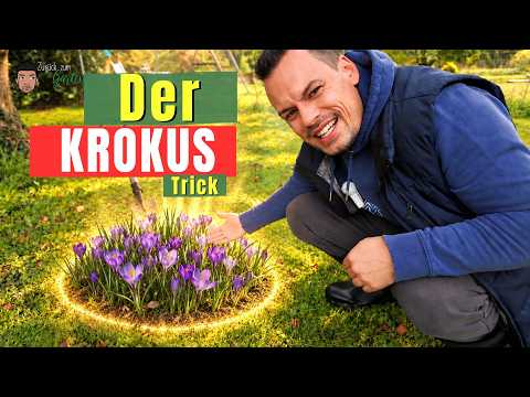 Der Krokus-Trick! Krokusse blitzschnell pflanzen – so einfach geht’s!