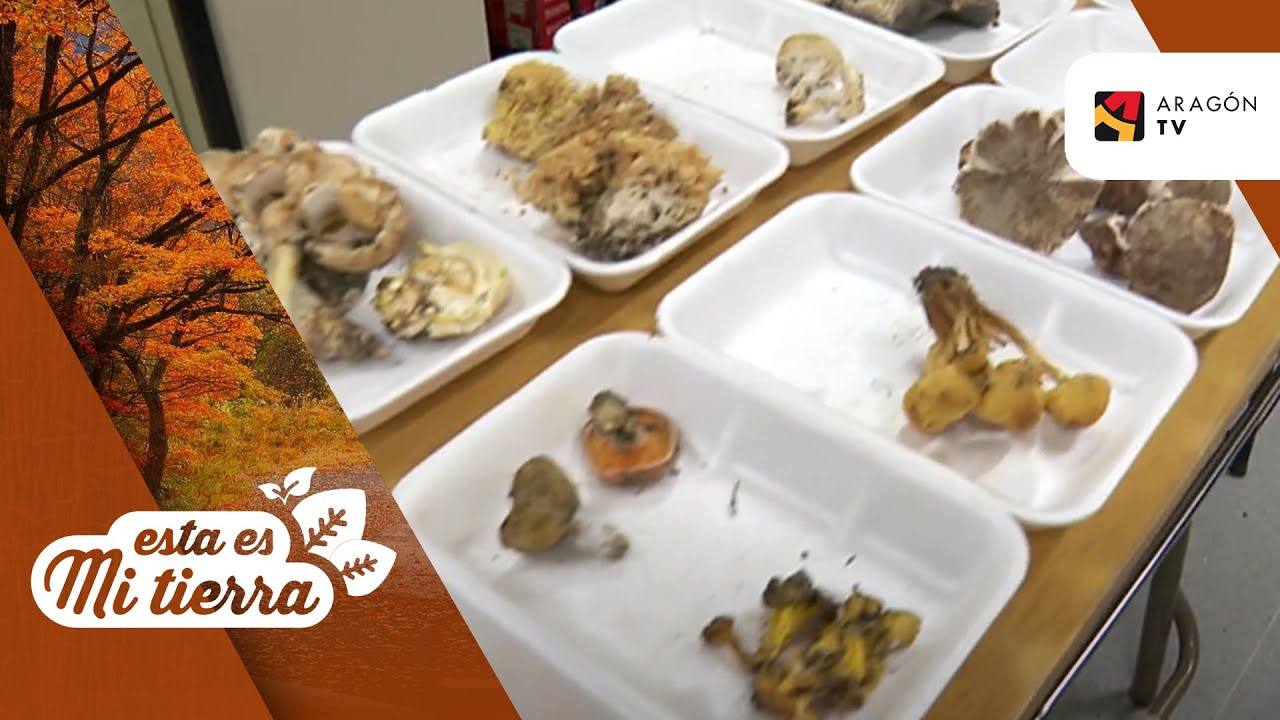 Vuelven los lunes micológicos a Teruel