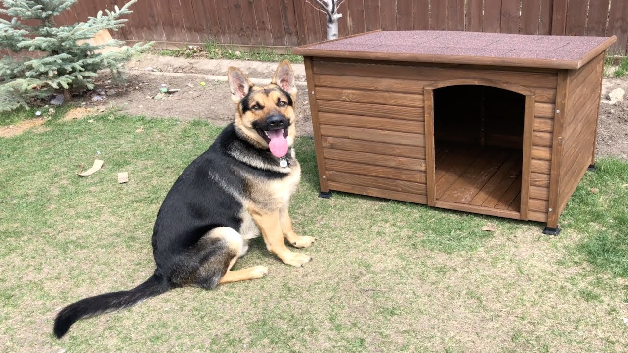 Got Him A Dog House!