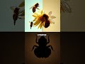 ““Le miel le plus dégoûtant du monde #spider #horror #insects #wildlife #animals
