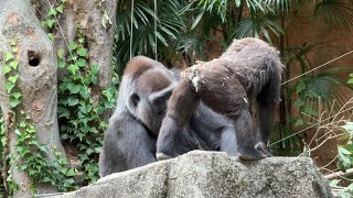 gorilla ママのご飯が気になるスモモ【2024年‎6月2日】【上野動物園】ゴリラ💓Sumomo is anxious about her mom's food