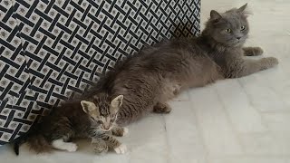 Rescue Orphan Kitten Following his Foster Mother But She Is Ignoring Him All The Time