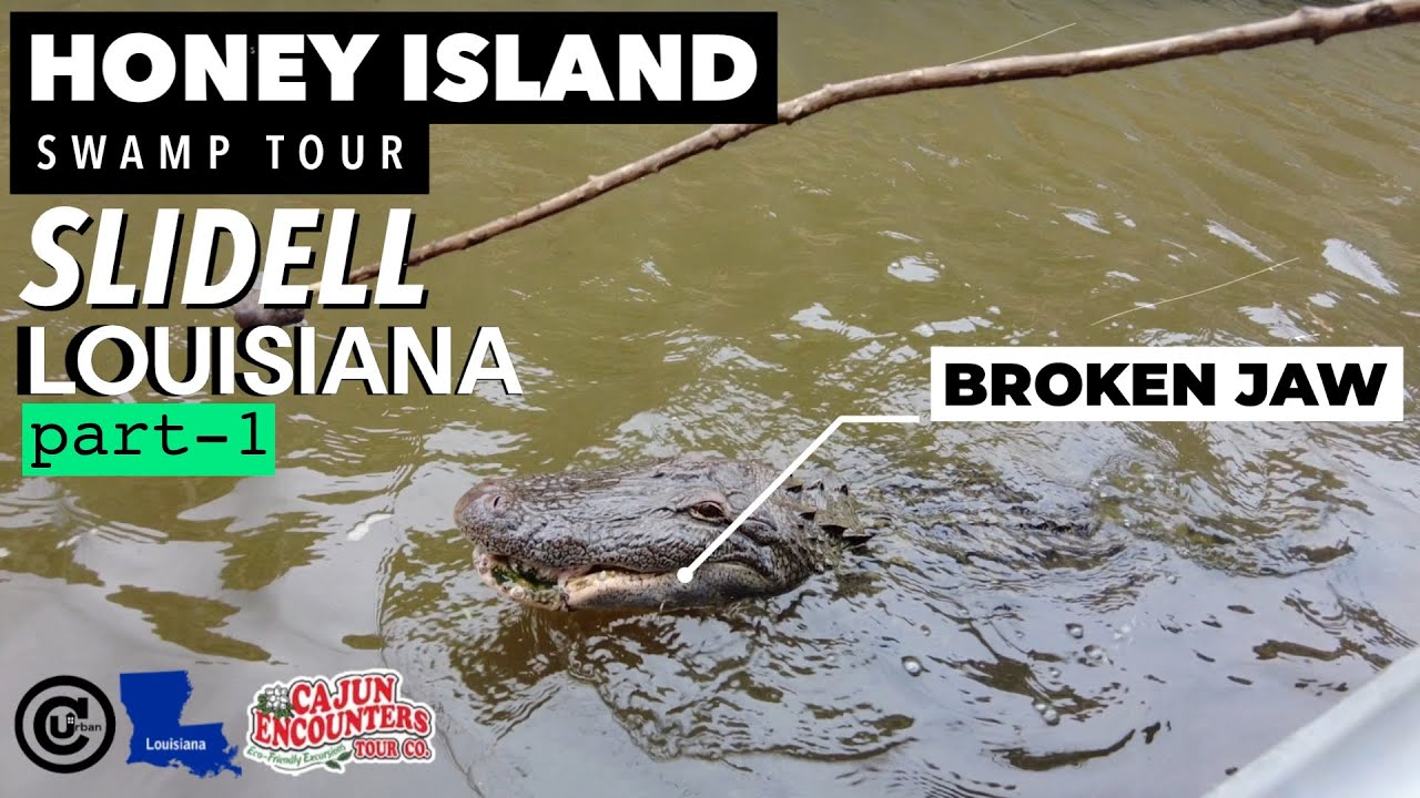 ⚜️ Cajun Encounters Honey Island Swamp Tour - Slidell, LA (part 1) Things to do in New Orleans 4K 🐊