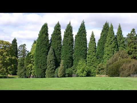 Video: Sekoyalar yaprak dökmeyen ağaçlar mı?