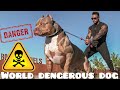Dengerous Dog in the world//PITBULL//