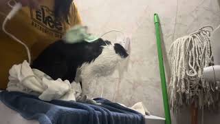 Pusang Naliligo Macky