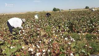 Пахта қурбони: Бўзда ҳашарчи юрак хуружидан ўлди