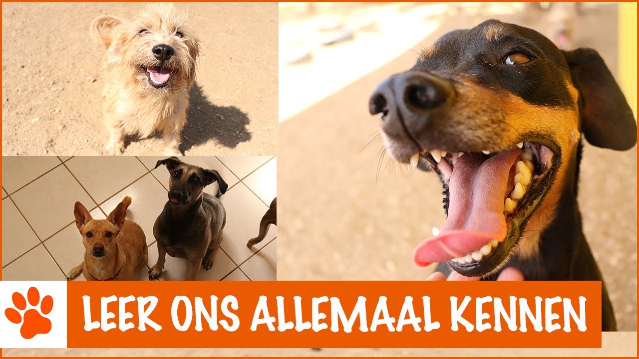 Zo veel nieuwe dieren op de opvang! | DierenpraatTV