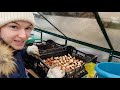 Planting tulip bulbs in crates for cut flower production