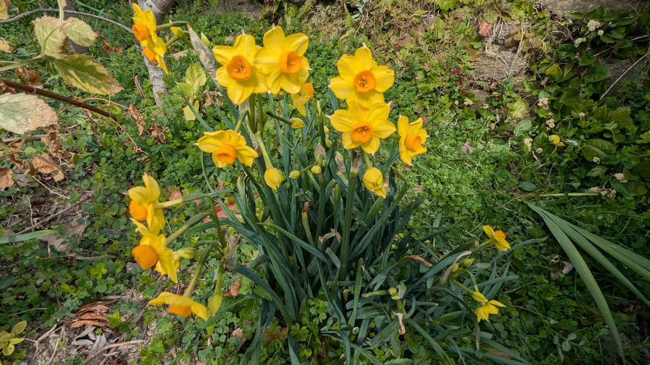 #畑作業　#週末農業　#2026.1.31 #イノシシ？　#獣の糞