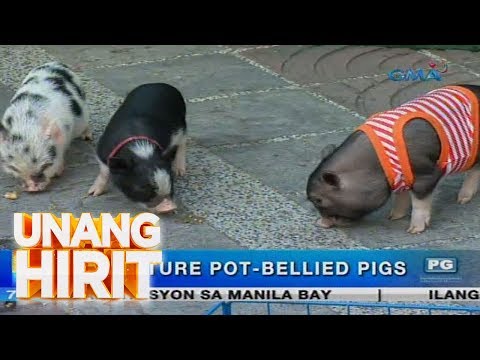 Video: Paano Mag-aalaga Ng Mga Mini Pig